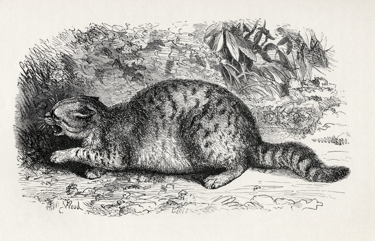 Katze wild und kampfbereit, aus Charles Darwins 