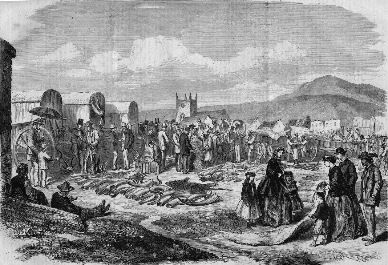 Elfenbein- und Fellmarkt in Grahamstown, Albanien, Kapkolonie von Thomas (after) Baines