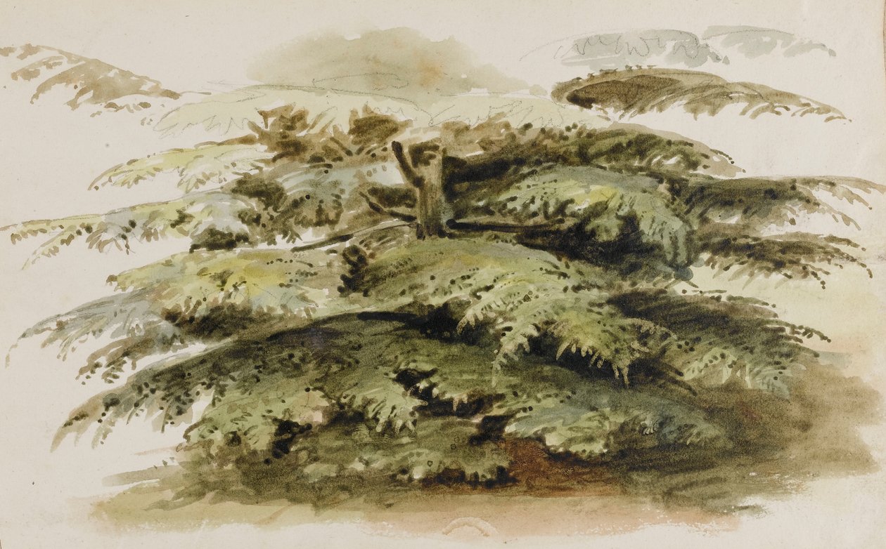 Studie eines Zedernbaums in Merton von Thomas Baxter
