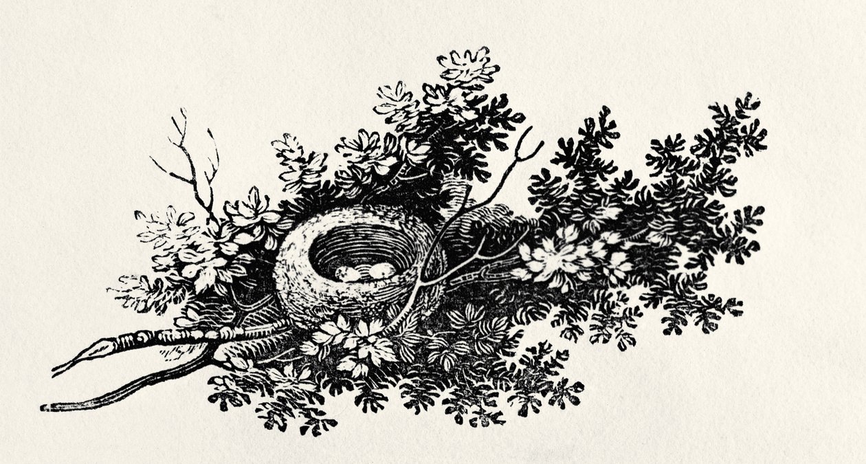 Vogelnest, aus der 