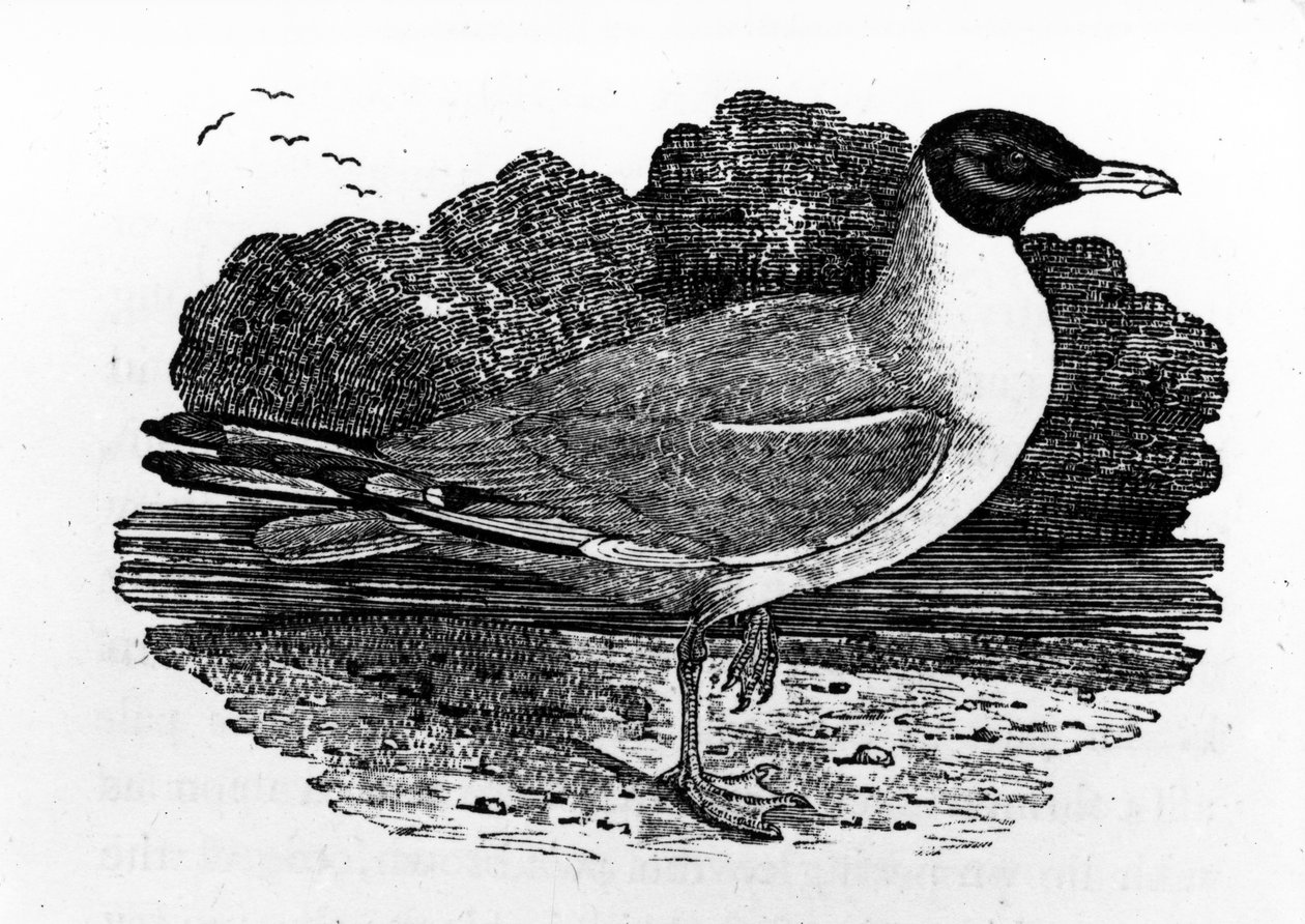 Schwarz-Kopfmöwe, Illustration aus 