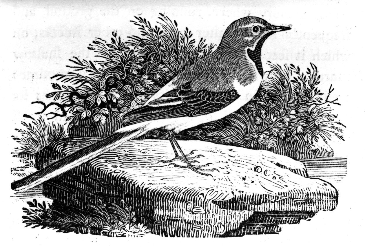 Die Gebirgsstelze, Illustration aus 