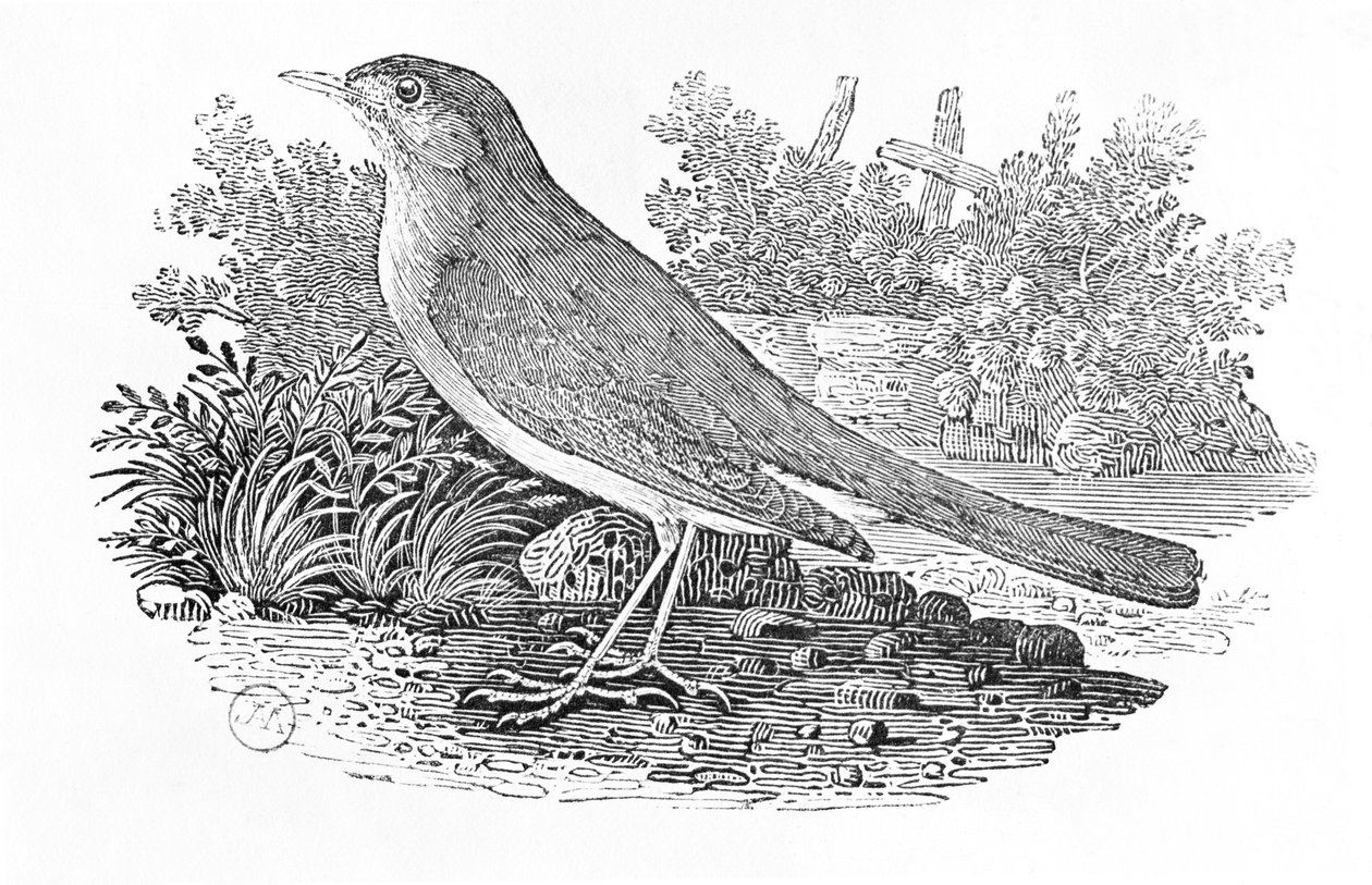 Die Nachtigall (Luscinia megarhynchos) aus der 