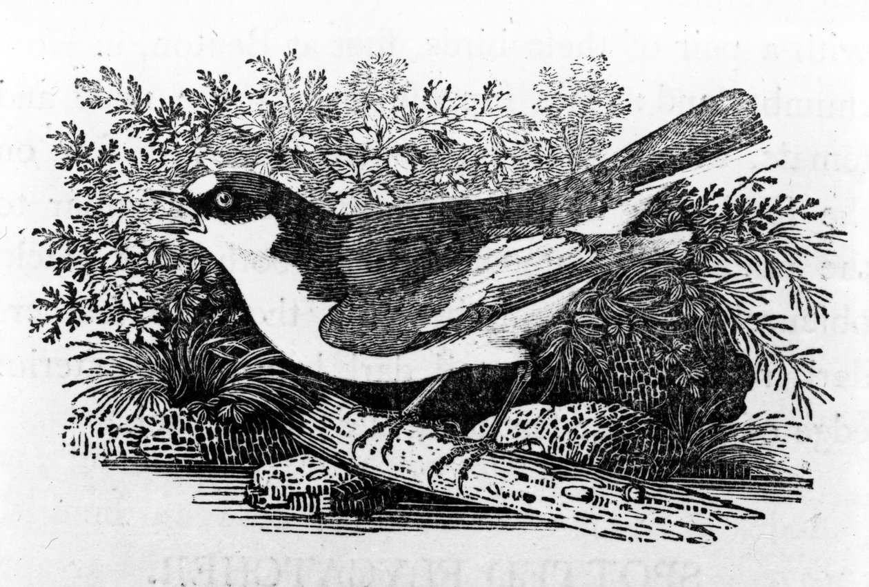 Der Trauerschnäpper, Illustration aus 