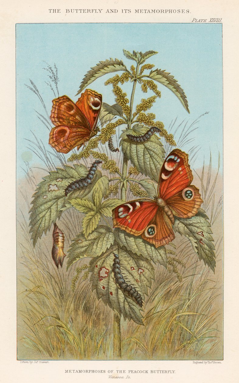 Metamorphosen des Pfauenauges von Thomas Brown