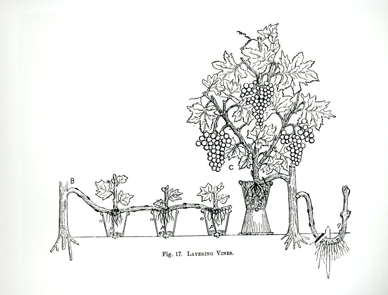 Schichtungen von Reben, aus Thomas Mawson