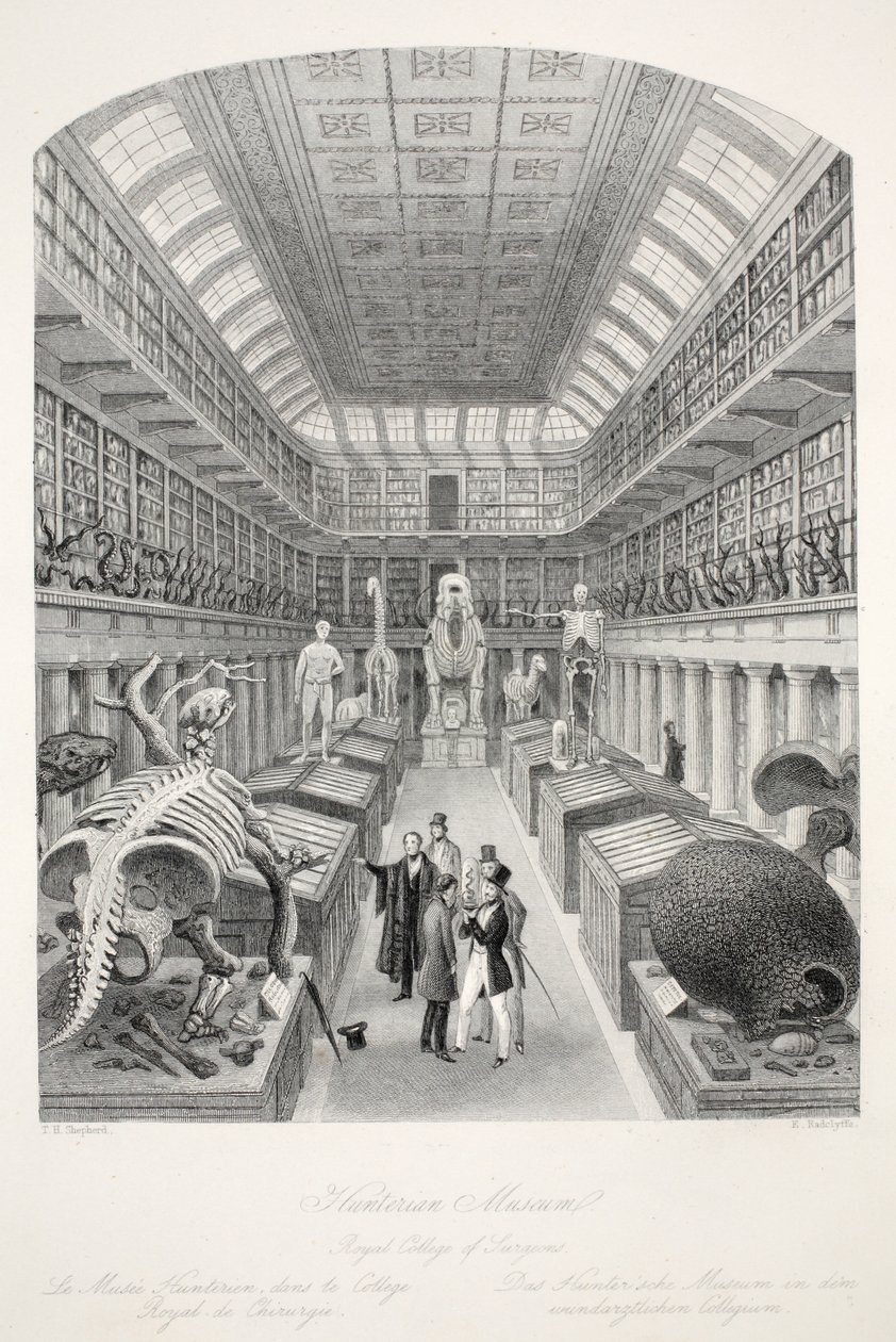 Hunterian Museum, Royal College of Surgeons, aus 