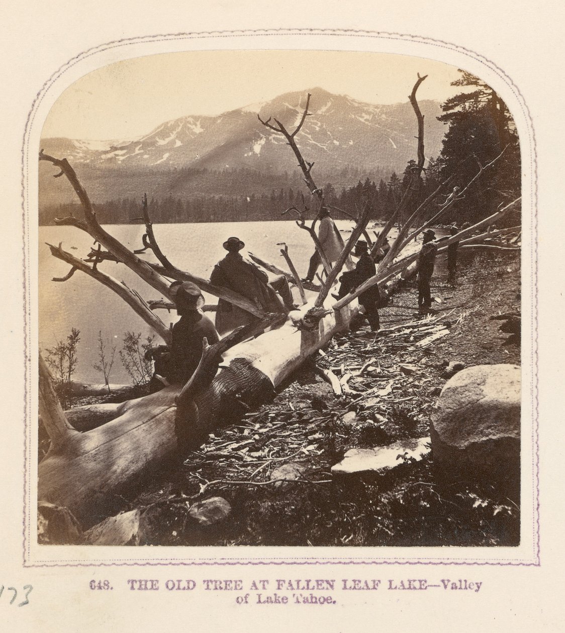Der alte Baum am Fallen Leaf Lake von Thomas Houseworth