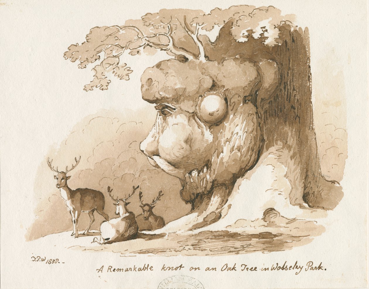 Wolseley Park - Knoten an einer Eiche von Thomas Peploe Wood