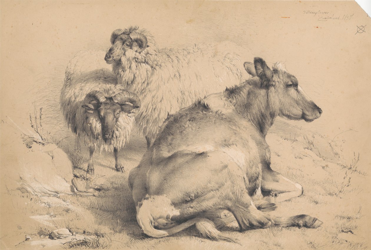Eine Kuh und zwei Widder von Thomas Sidney Cooper