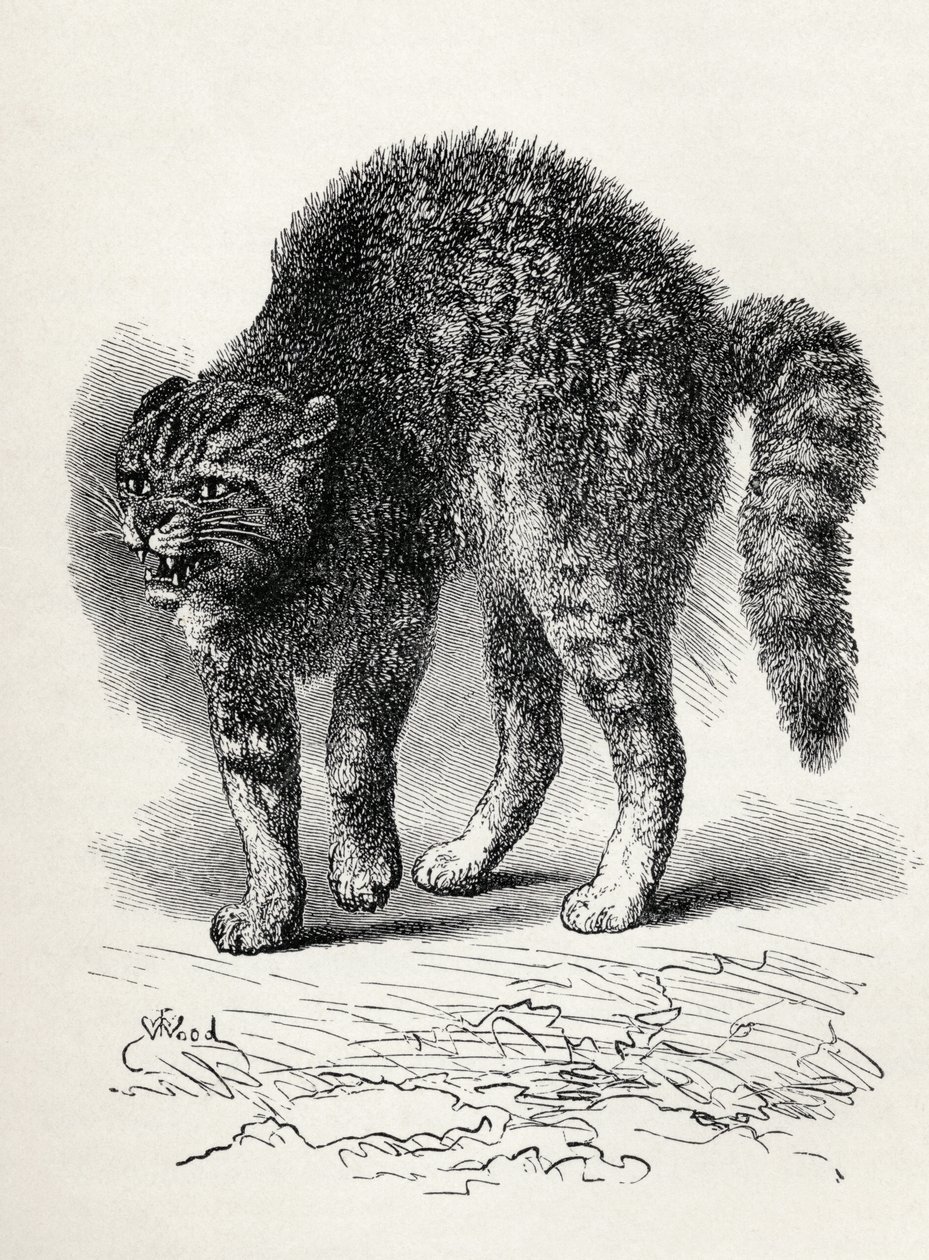Katze erschreckt durch einen Hund, aus Charles Darwins 
