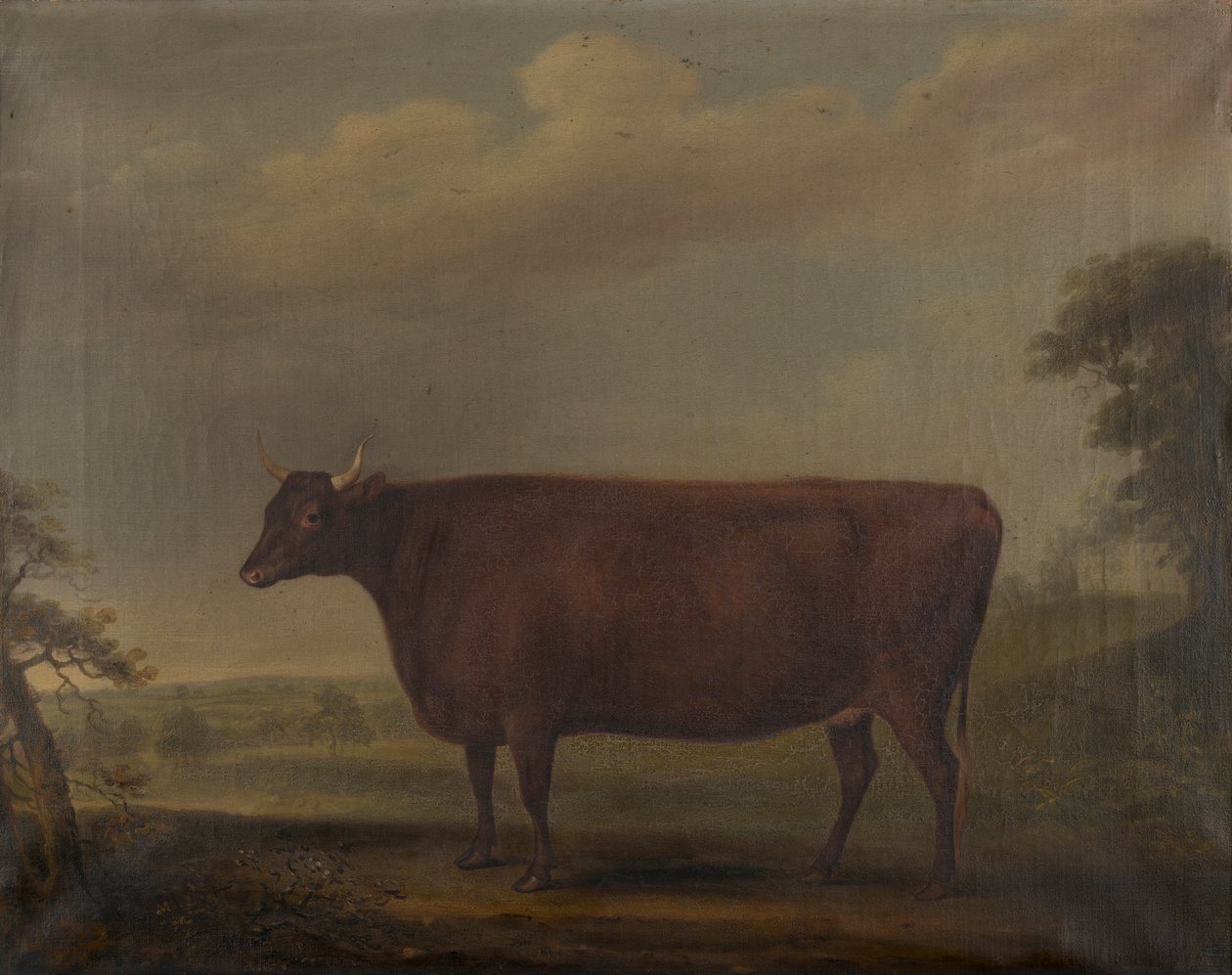 Rote Devon-Kälber in der Landschaft von Thomas Weaver