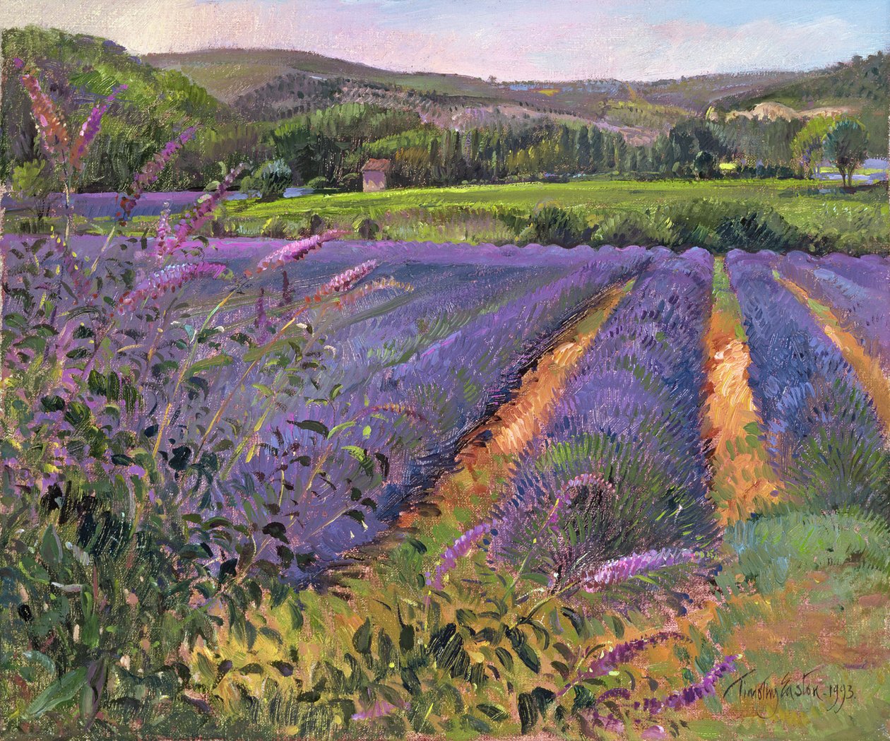 Buddleia- und Lavendelfeld, Montclus, 1993 von Timothy Easton