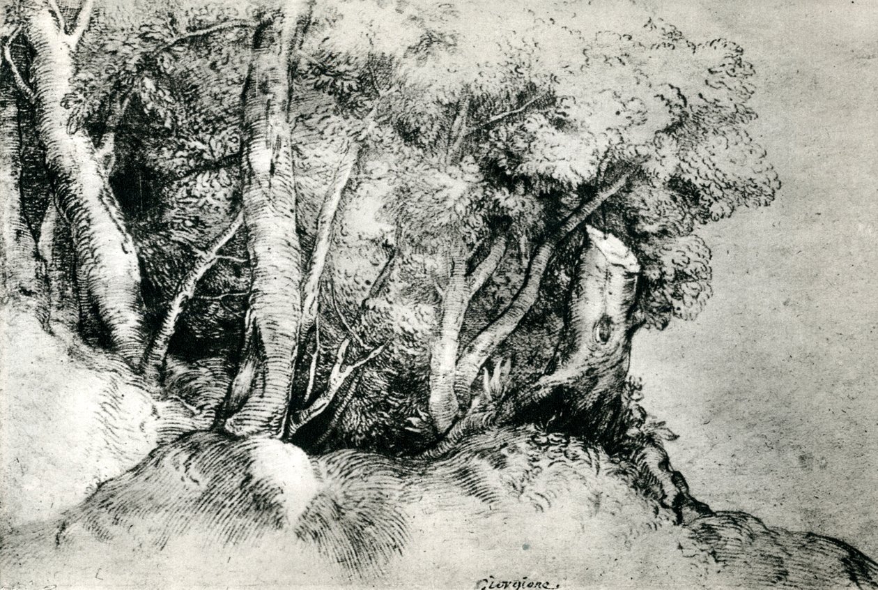 Waldlandschaft, um 1516-1518, 1937 von Tiziano Vecelli