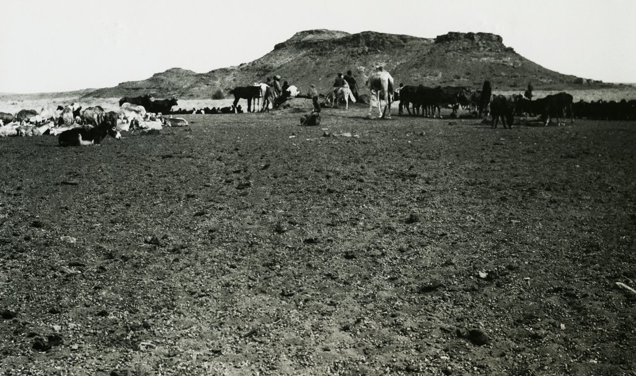 Ansicht des archäologischen Gebiets von Naqa, mit Dromedaren und Rindern, Sudan, Fotografie von Ugo Monneret de Villard von Ugo Monneret de Villard