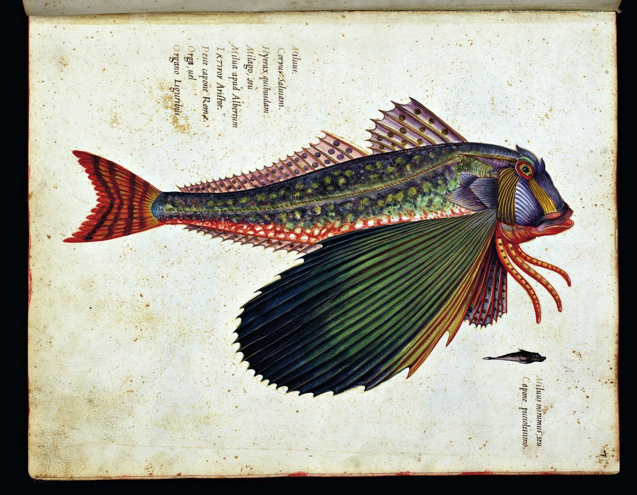 Unbekanntes Bild von Ulisse Aldrovandi