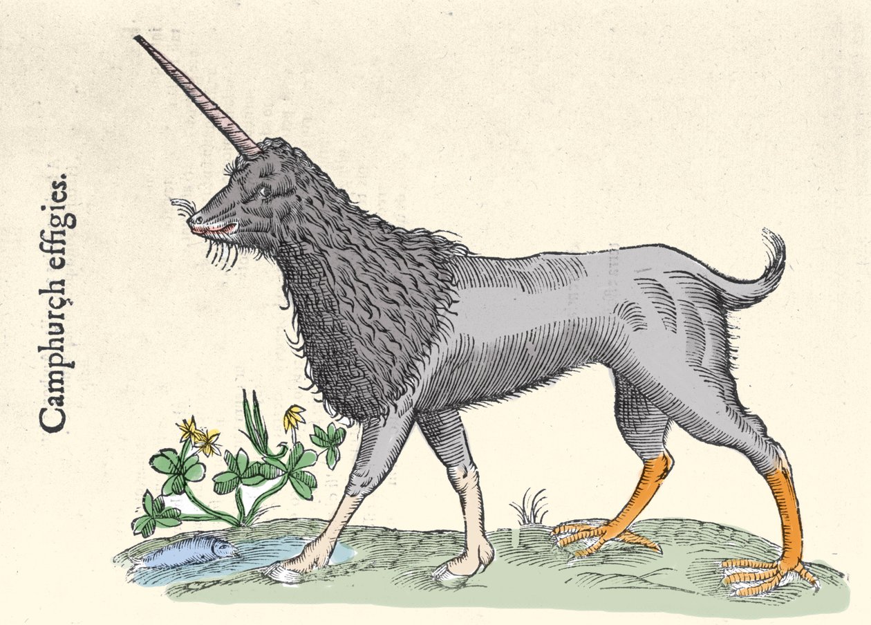 Darstellung eines Kampfhuhns, Monster der Molukkeninseln. Gravur von Ulisse Aldrovandi (1522-1605), 