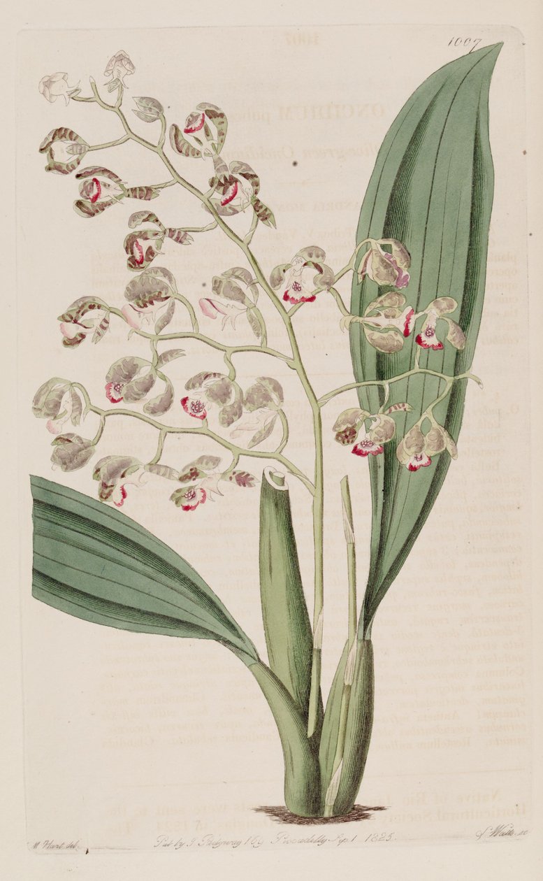 Illustration von Oncidium pubes von Unbekannt Unbekannt