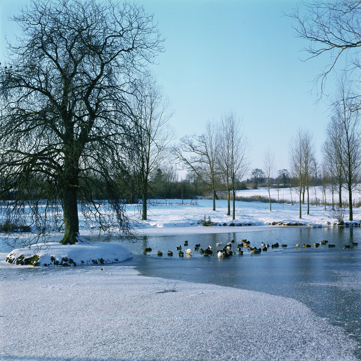 Enten im Schnee bei Finchingfield, Essex von Unbekannt Unbekannt