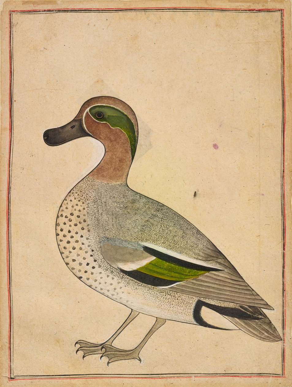 Grünflügelente, ca. 1730 von Unbekannt