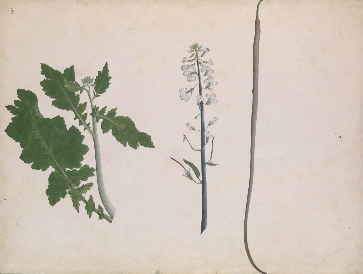 Ein Rettichpflanze, Samen und Blume von Unbekannt