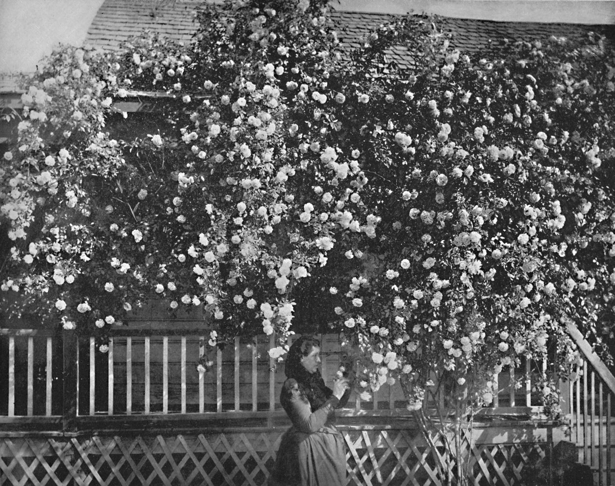 Ein mit Rosen geschmücktes Zuhause, Südkalifornien, um 1897 von Unbekannt