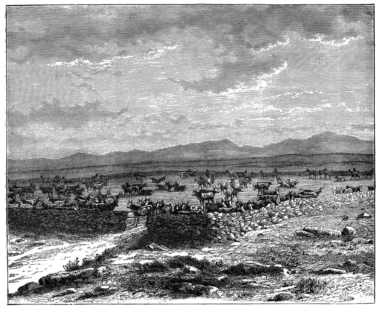 Ein südafrikanischer Viehkraal, um 1890 von Unbekannt