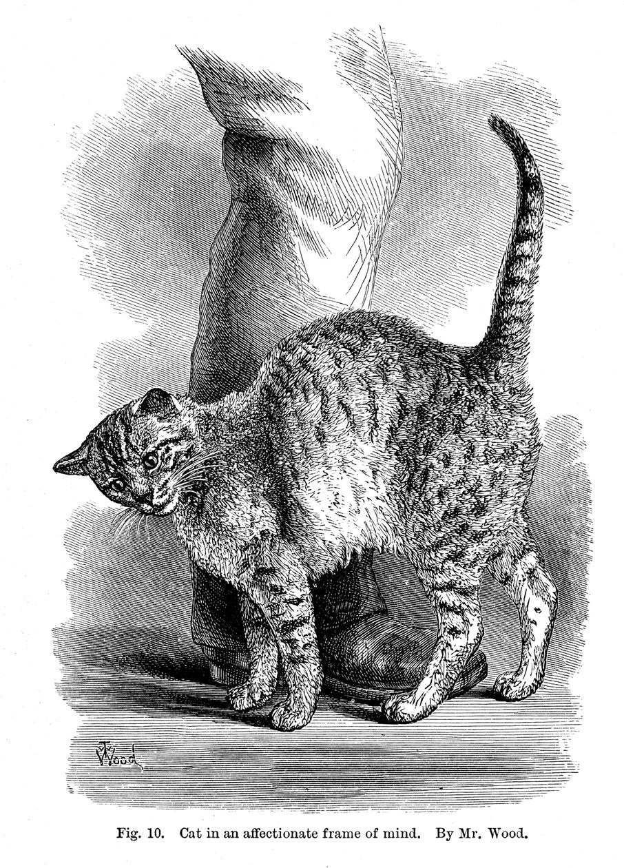 Eine Katze in liebevoller Stimmung, aus Der Ausdruck und die Emotionen bei Mensch und Tier, 1872 von Unbekannt