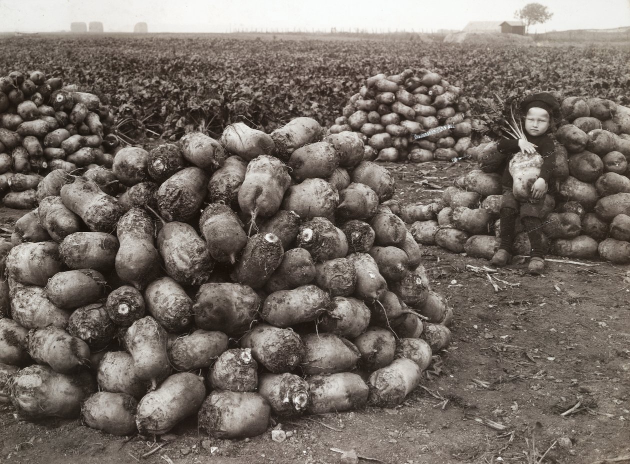 Ein kleines Mädchen mit Haufen geernteter Rüben, nahe Landskrona, Schweden, 1910 von Unbekannt