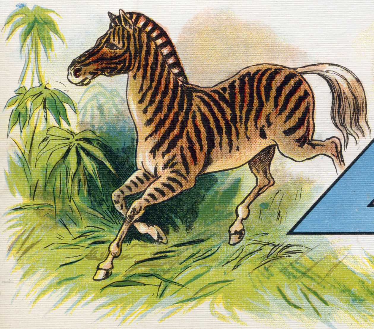 Ein Zebra von Unbekannt