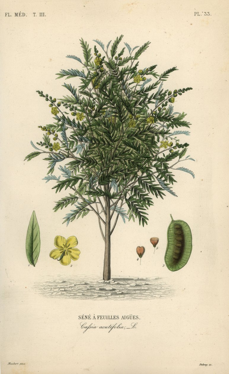 Alexandrinische Senna, Senna alexandrina, Cassia acutifolia von Unbekannt