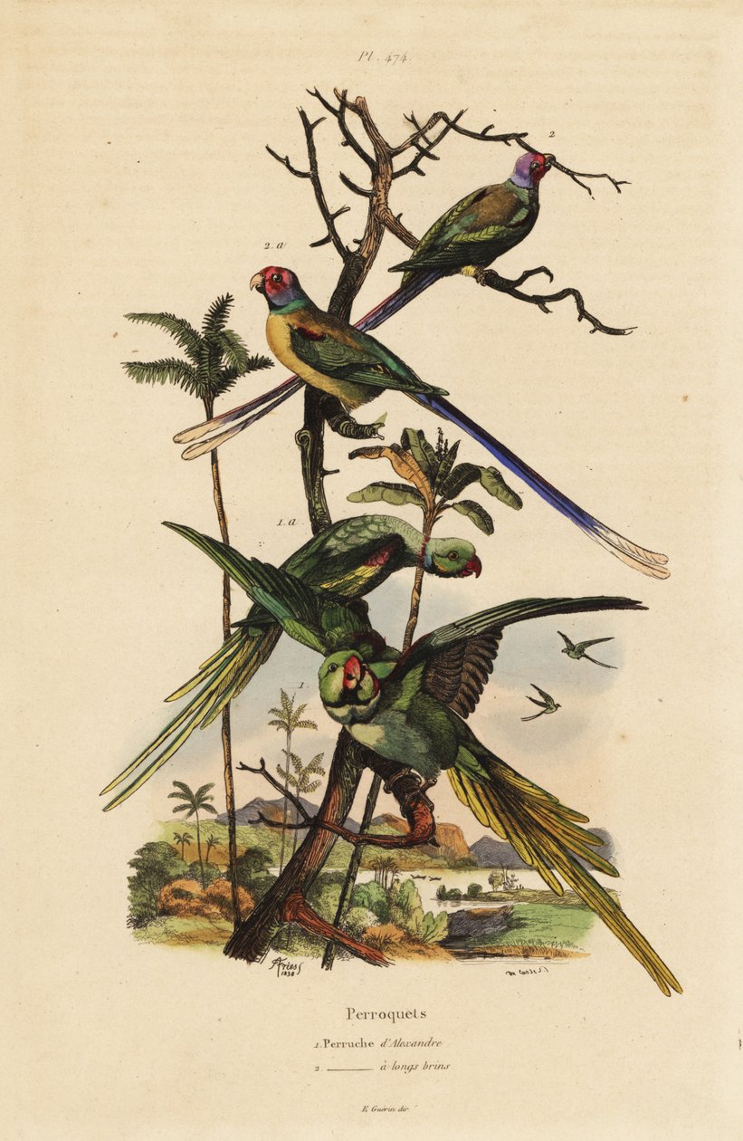Alexandrinensittich und Langschwanzsittich von Unbekannt