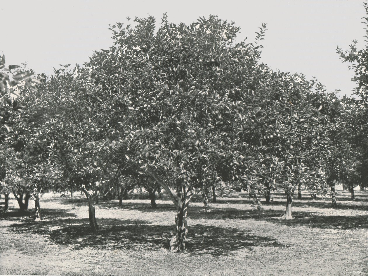 Ein Orangenhain in der Nähe der Stadt, St. Augustine, USA, 1895 von Unbekannt