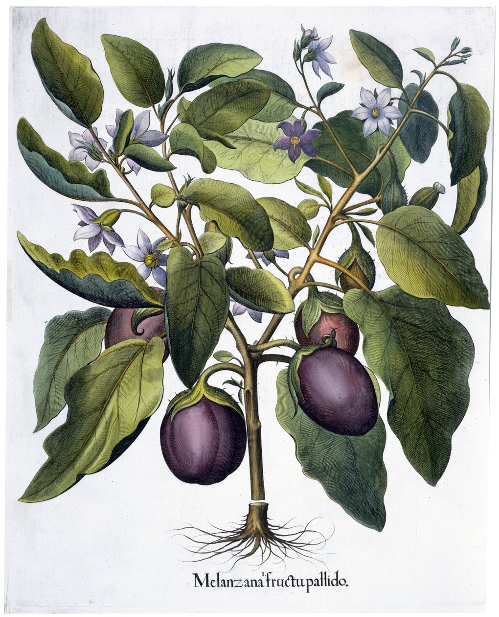Aubergine von Unbekannt