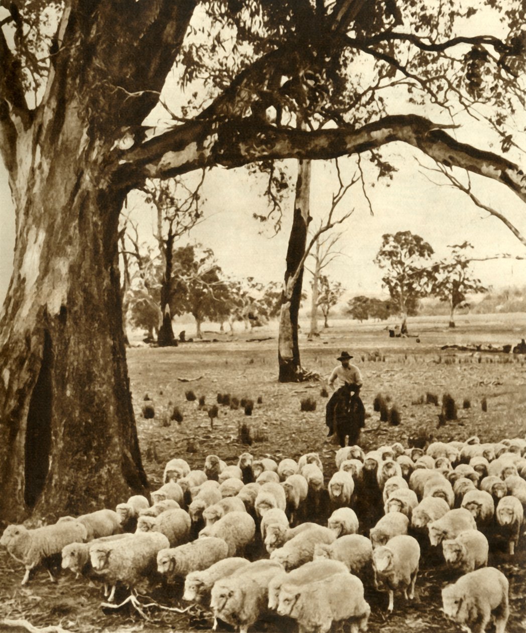 Australien - Ein Viehtreiber mit einigen seiner Schützlinge auf einer Schafstation im Staat Victoria, ca. 1948 von Unbekannt