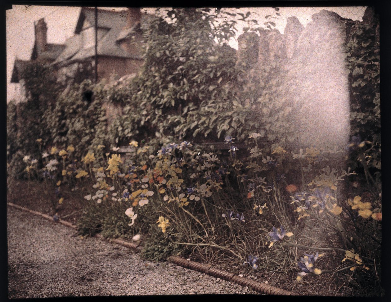 Autochrome von Blumen, um 1908 von Unbekannt