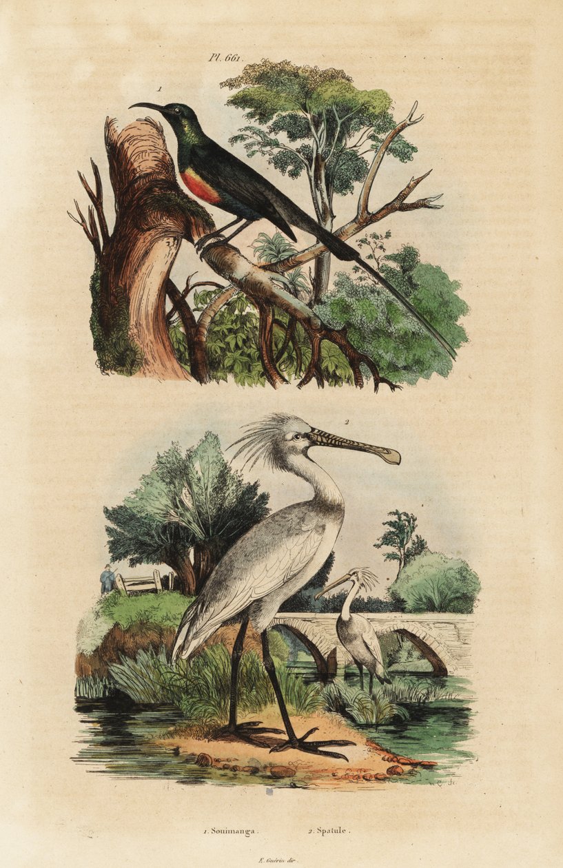 Schönsonnenvogel, Cinnyris pulchella, und Löffler, Platalea leucorodia von Unbekannt