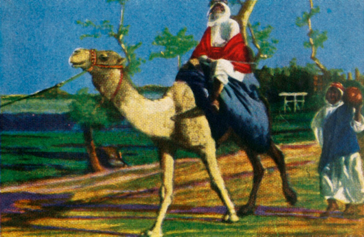 Beduine reitet auf einem Kamel, Ägypten, ca. 1928 von Unbekannt