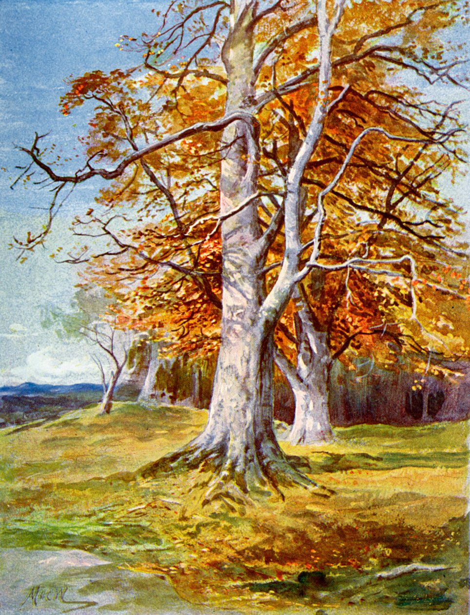 Buchenbaum, Herbst, 1900 von Unbekannt