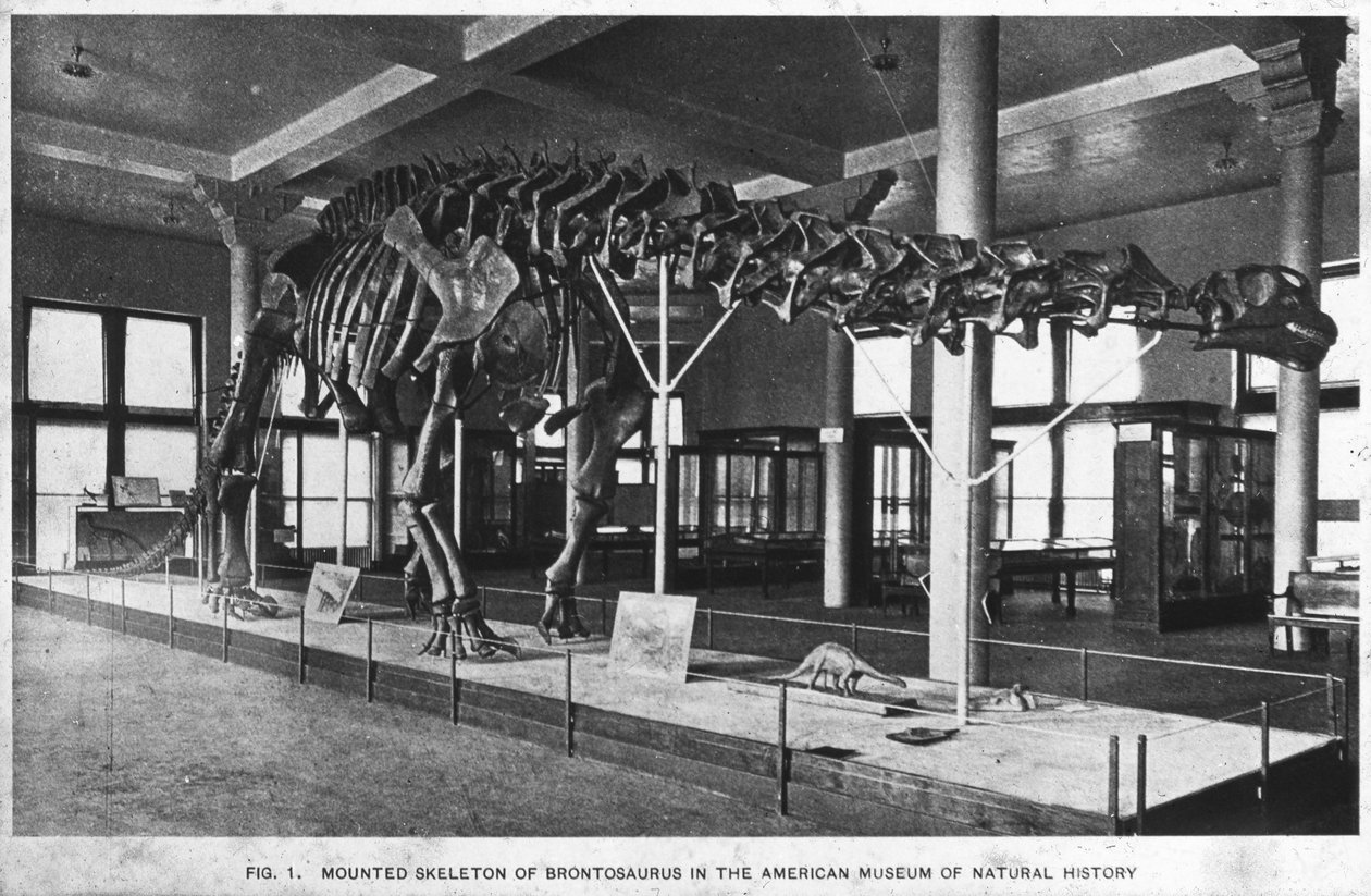 Brontosaurus-Skelett, American Museum of Natural History, New York, USA von Unbekannt