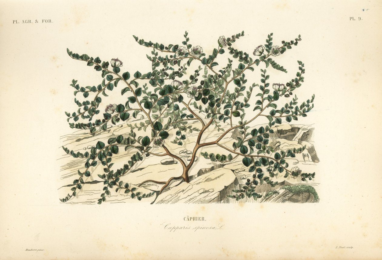 Kapernstrauch oder Flinders-Rose von Unbekannt