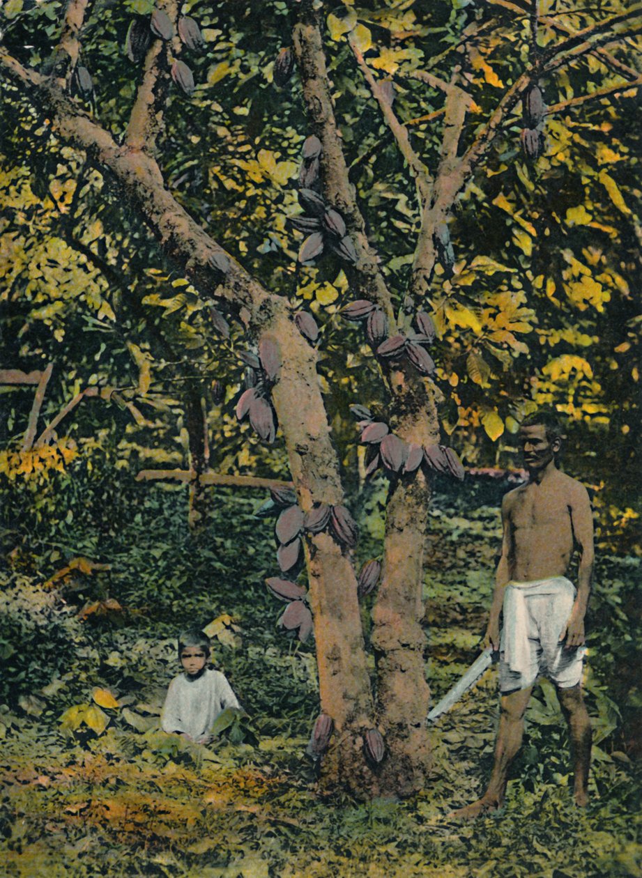 Kakao in voller Frucht, Trinidad und Tobago, ca. 1914 von Unbekannt