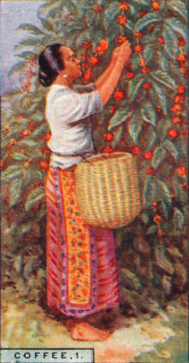 Kaffee, 1. - Ernte der Beeren, Ostindien, 1928 von Unbekannt