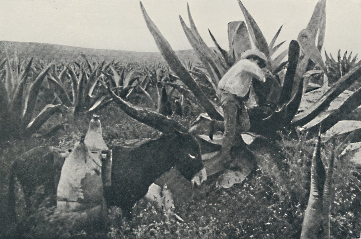 Sammeln von Honigwasser aus einem Maguey, 1916 von Unbekannt