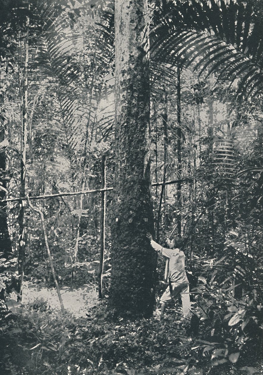 Kautschuksammlung, 1916 von Unbekannt