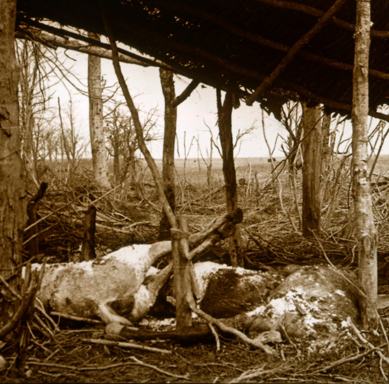 Tote Pferde, Verdun, Nordfrankreich, um 1914-1918 von Unbekannt