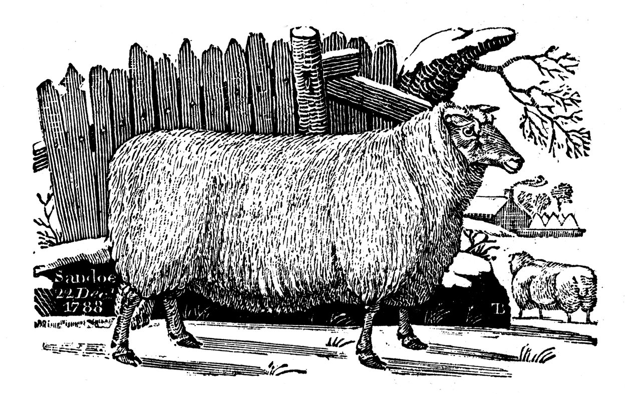Dishley New Leicester Schafe, 1811 von Unbekannt