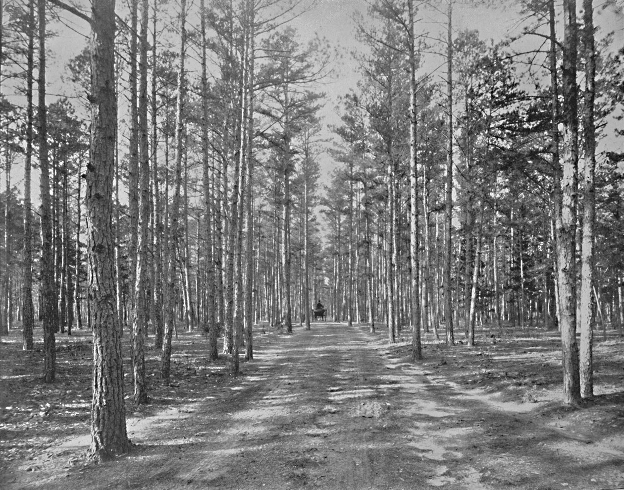 Fahrt im Piney Woods Park, Lakewood, New Jersey von Unbekannt