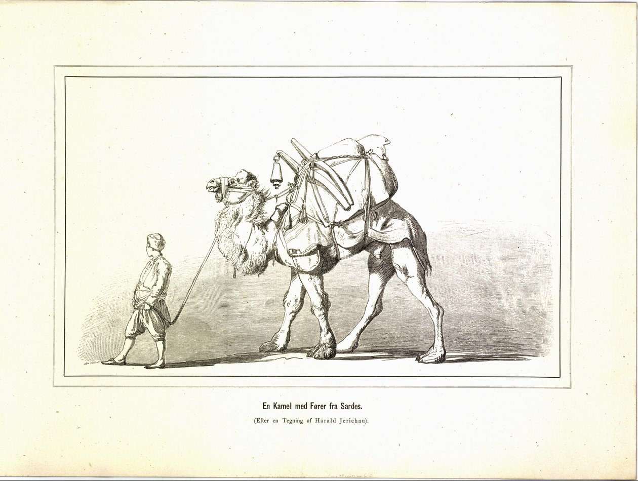 Ein Kamel mit Führer aus Sardes. Illustration aus dem Buch Brogede rejsebilleder von Jerichau-Baumann, Elisabeth und veröffentlicht von Forlagsbureauet (Kopenhagen, 1881) von Unbekannt