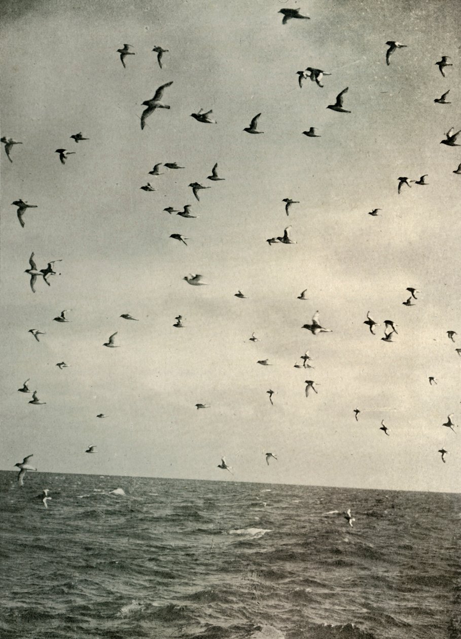 Flug der Antarktischen Sturmtaucher, ca. 1908, 1909 von Unbekannt